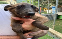 Altre razze cani in regalo: Cucciola a Provincia di Brescia - Immagine 4