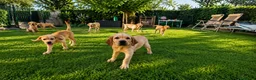 Labrador cani in vendita: LABRADOR ALTA GENEALOGIA - FIGLI DI CAMPIONE ENCI - Annuncio 4