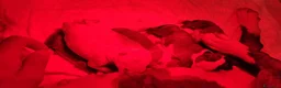 Bull Terrier cani in vendita: Bull Terrier inglese standard cuccioli  - Annuncio 7