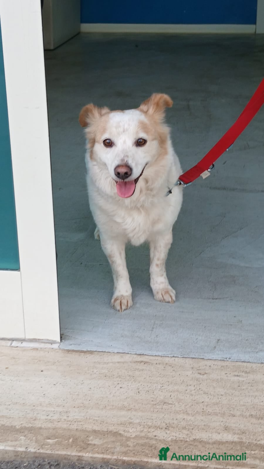 Meticcio cani NONNA PESCA HA BISOGNO DI UNA CASA, IN ADOZIONE - Annuncio 11