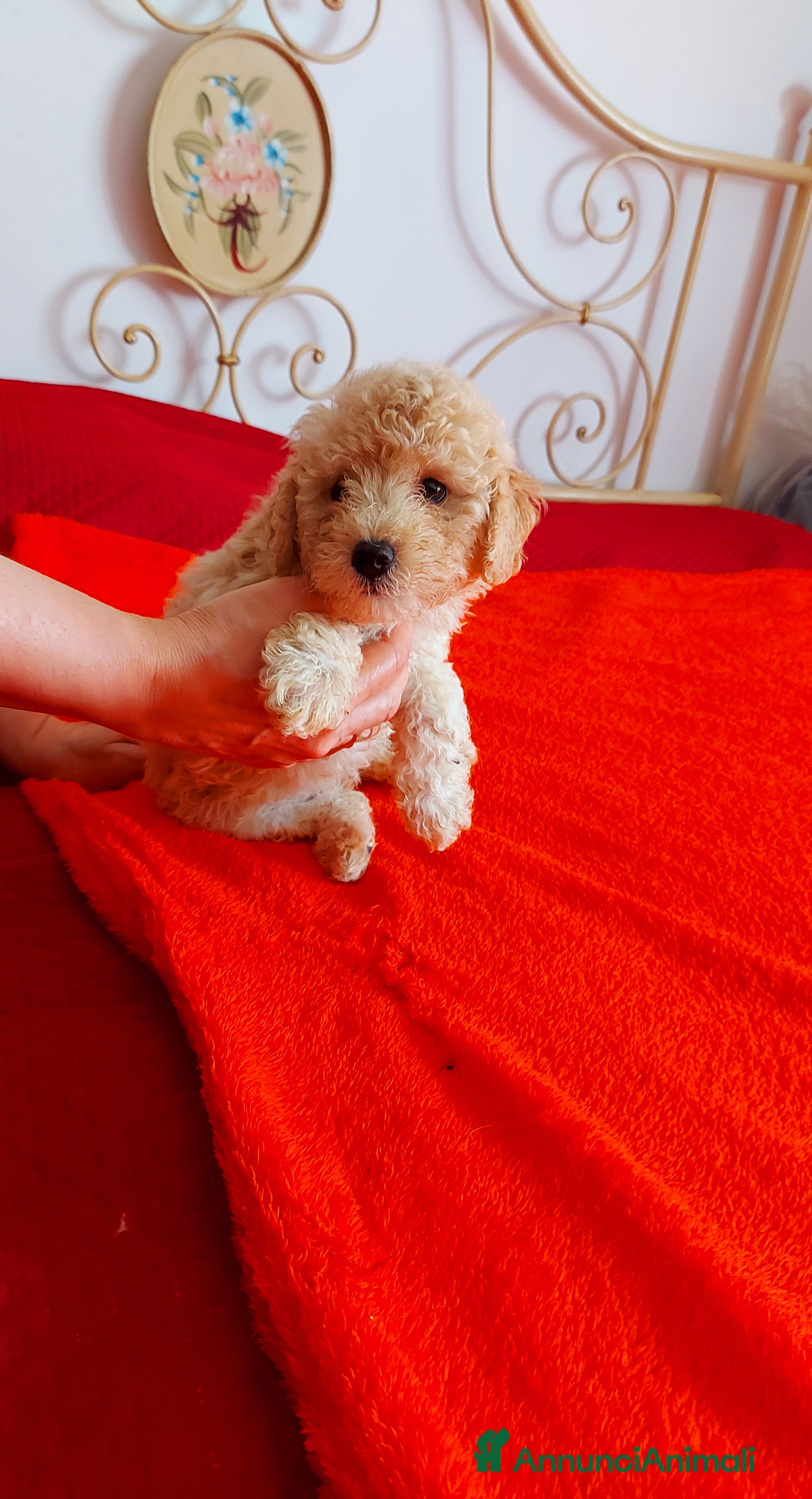 Barboncino cani Barboncino champagne  - Annuncio 9