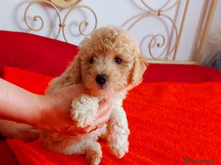 Barboncino cani Barboncino champagne - Annuncio 9