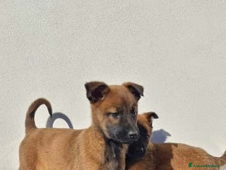 Pastore Belga cani Cuccioli Pastore Belga Malinois Allevamento Lecce - Annuncio 2