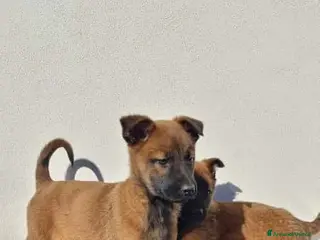 Pastore Belga cani Cuccioli Pastore Belga Malinois Allevamento Lecce - Annuncio 31
