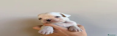 Boxer 3