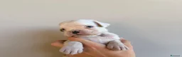 Boxer cani in vendita: Boxer - Annuncio 4