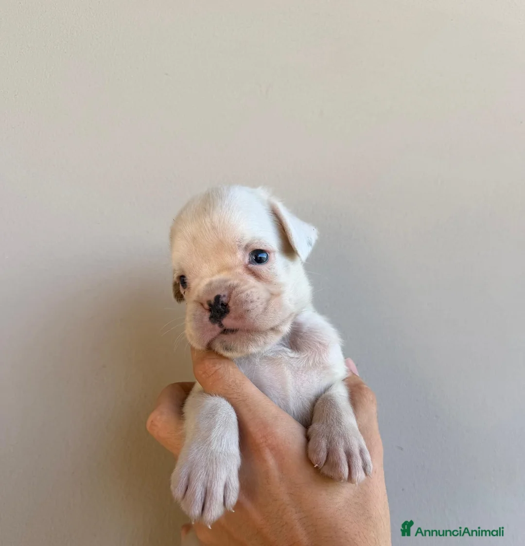 Boxer cani in vendita: Boxer - Annuncio 4