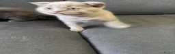 British gatti in vendita: Bellissimi gattini cercano una mamma e un papà - Annuncio 9