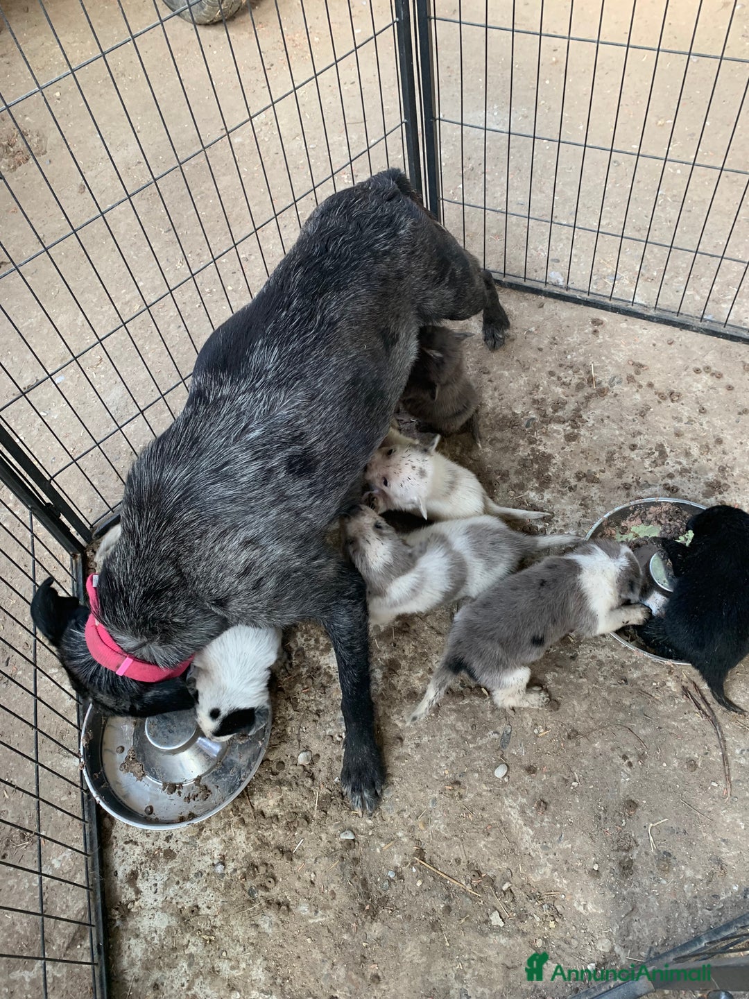 Bearded Collie cani in vendita: cuccioli border  - Annuncio 5