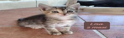Altre razze gatti in regalo: Tanti gattini desiderosi di trovare famiglia  a Provincia di Bergamo - Annuncio 6