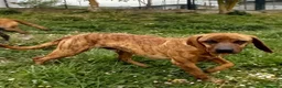 Segugio Maremmano cani in regalo: YUK bravo con tutti! - Annuncio 5