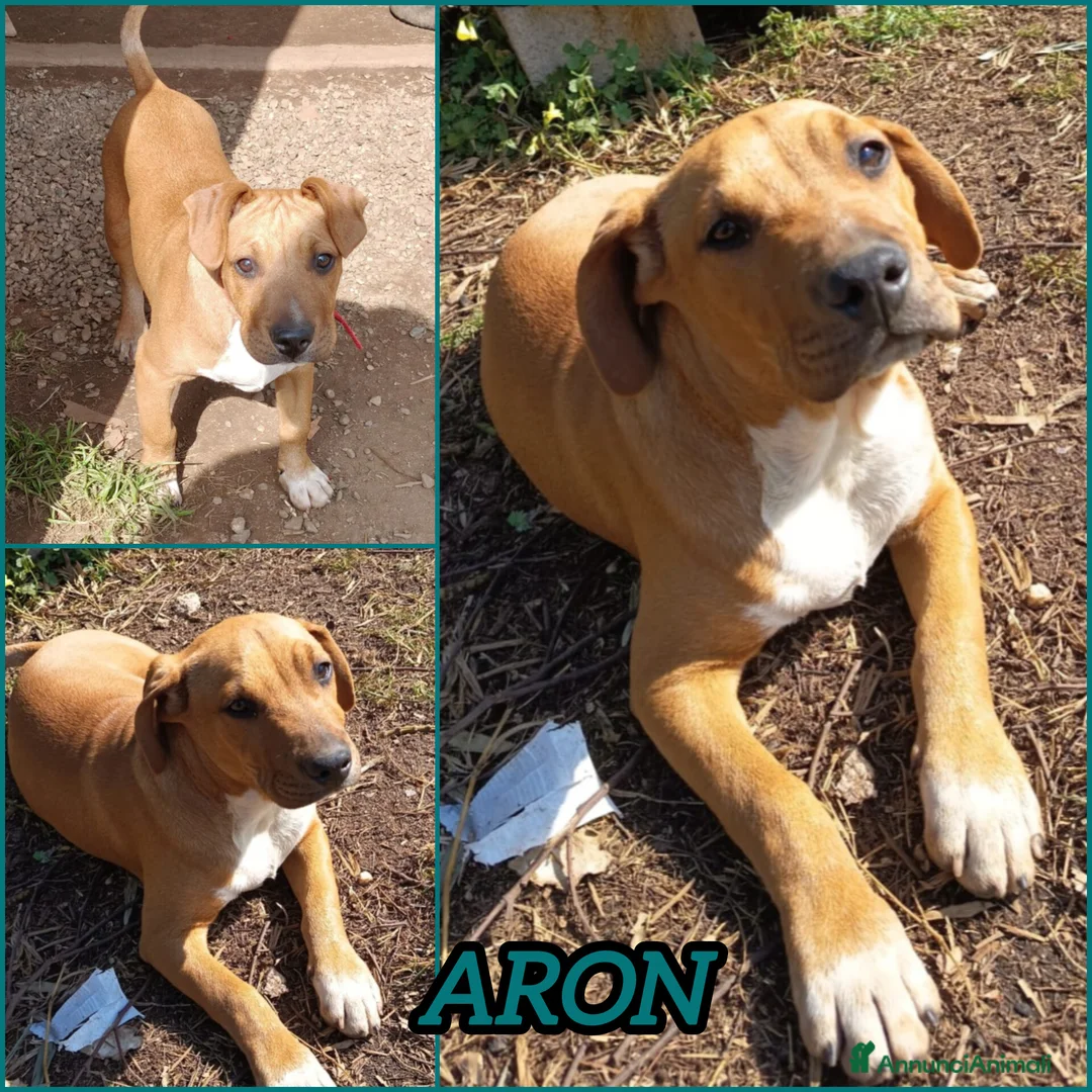 Meticcio cani in regalo: CUCCIOLO ARON - Annuncio 2