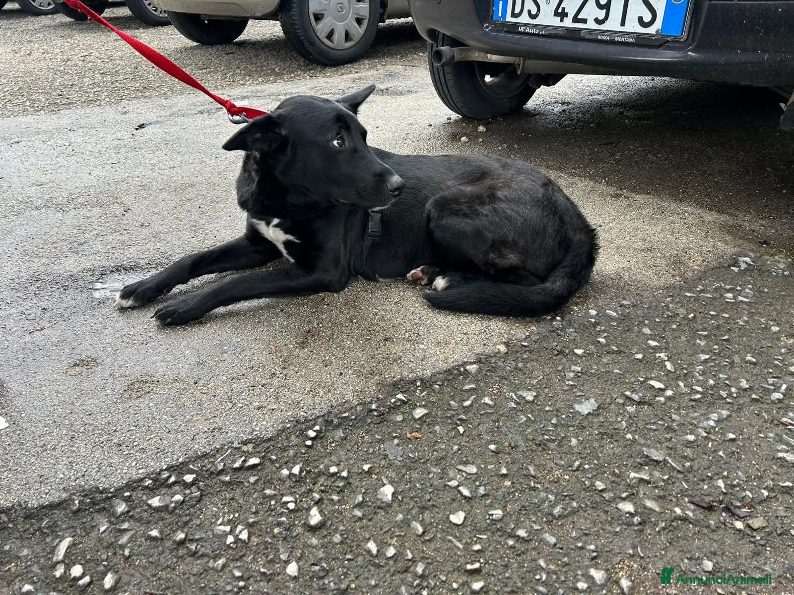 Meticcio cani Alice - Annuncio 1