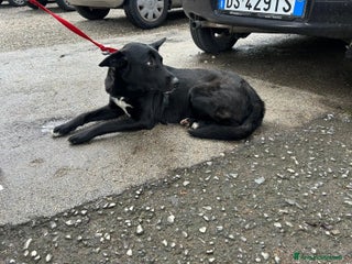 Meticcio cani in regalo: Alice - Annuncio 1