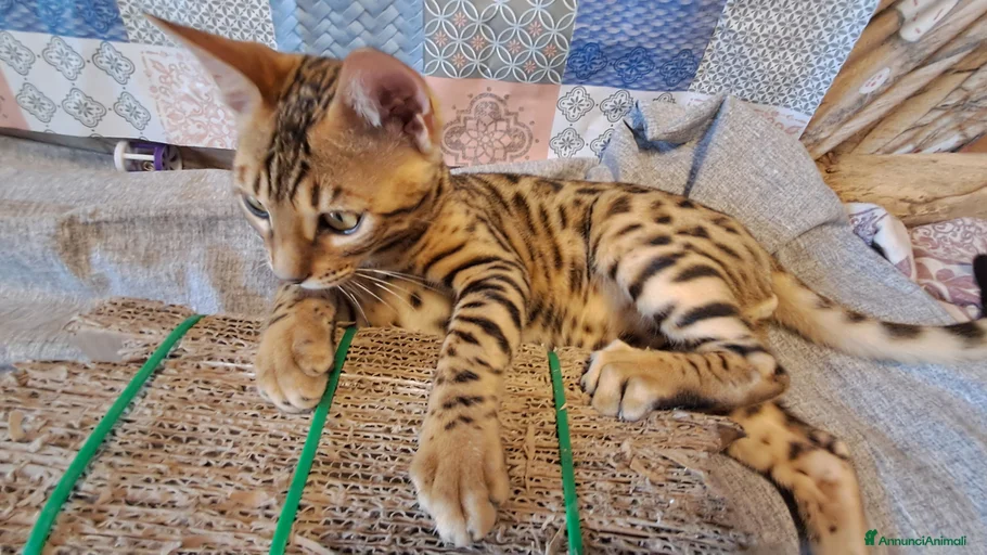 Immagine della galleria {{count}}