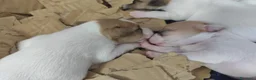 Jack Russell cani in vendita: Cuccioli di Jack Russell a Provincia di Caserta - Annuncio 2