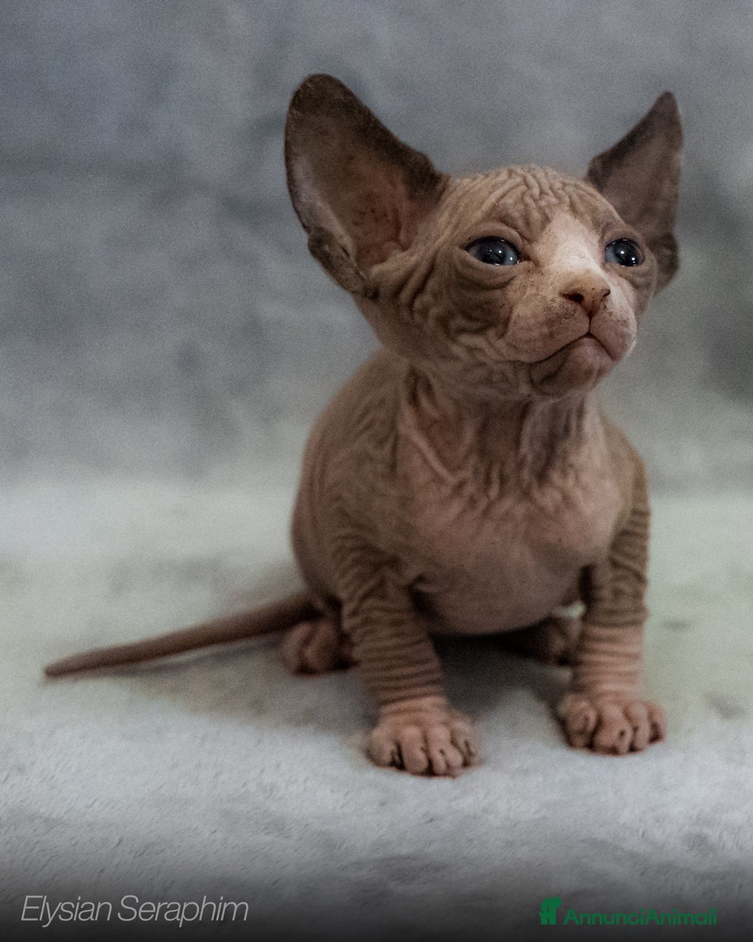 Sphynx gatti in vendita: SPHYNX  - Immagine 2