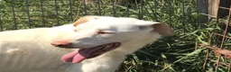 Meticcio cani in regalo: BLANKO a Provincia di Latina - Annuncio 6