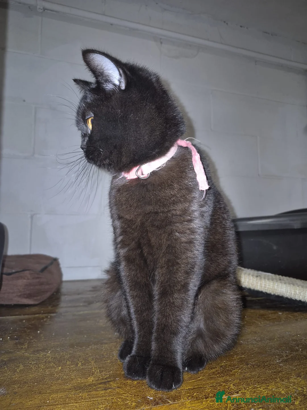 British gatti in vendita: British shorthair  - Annuncio 1