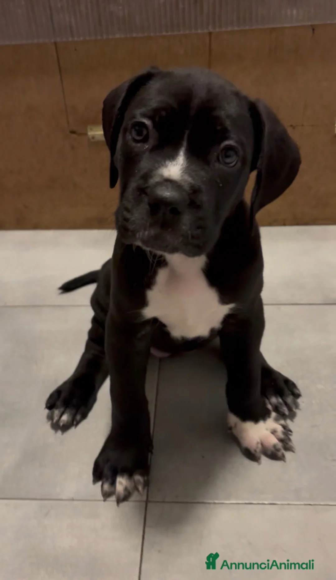 Cane Corso cani in vendita: Cuccioli di cane Corso - Annuncio 7