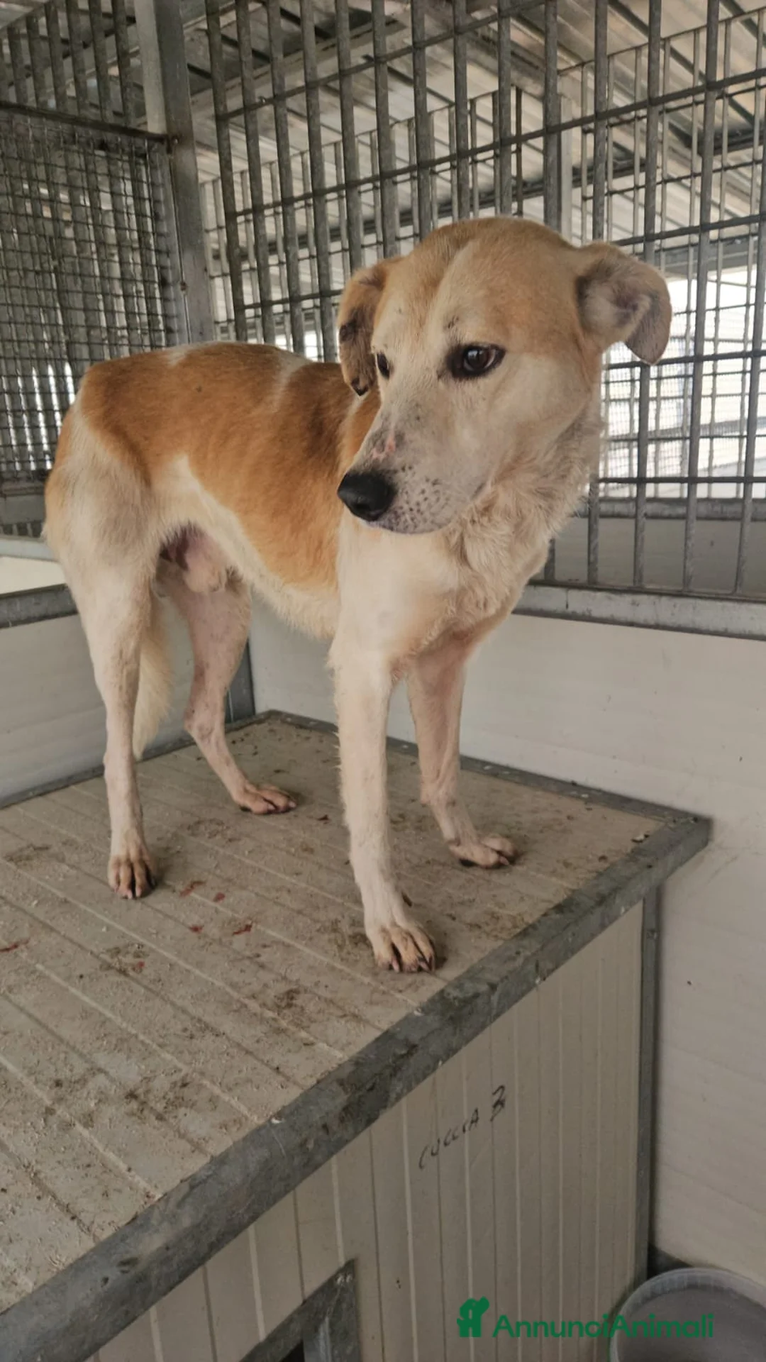 Meticcio cani in regalo: Gerry: equilibrato, docile, socievole  - Annuncio 5