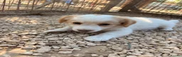 Meticcio cani in regalo: NINA E MIA - Annuncio 9