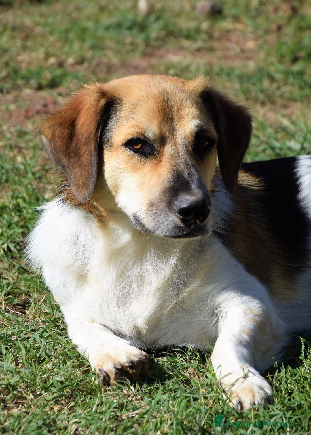 Meticcio cani in regalo: RAOUL,la bonta' a quattro zampette a Pomezia - Annuncio 3