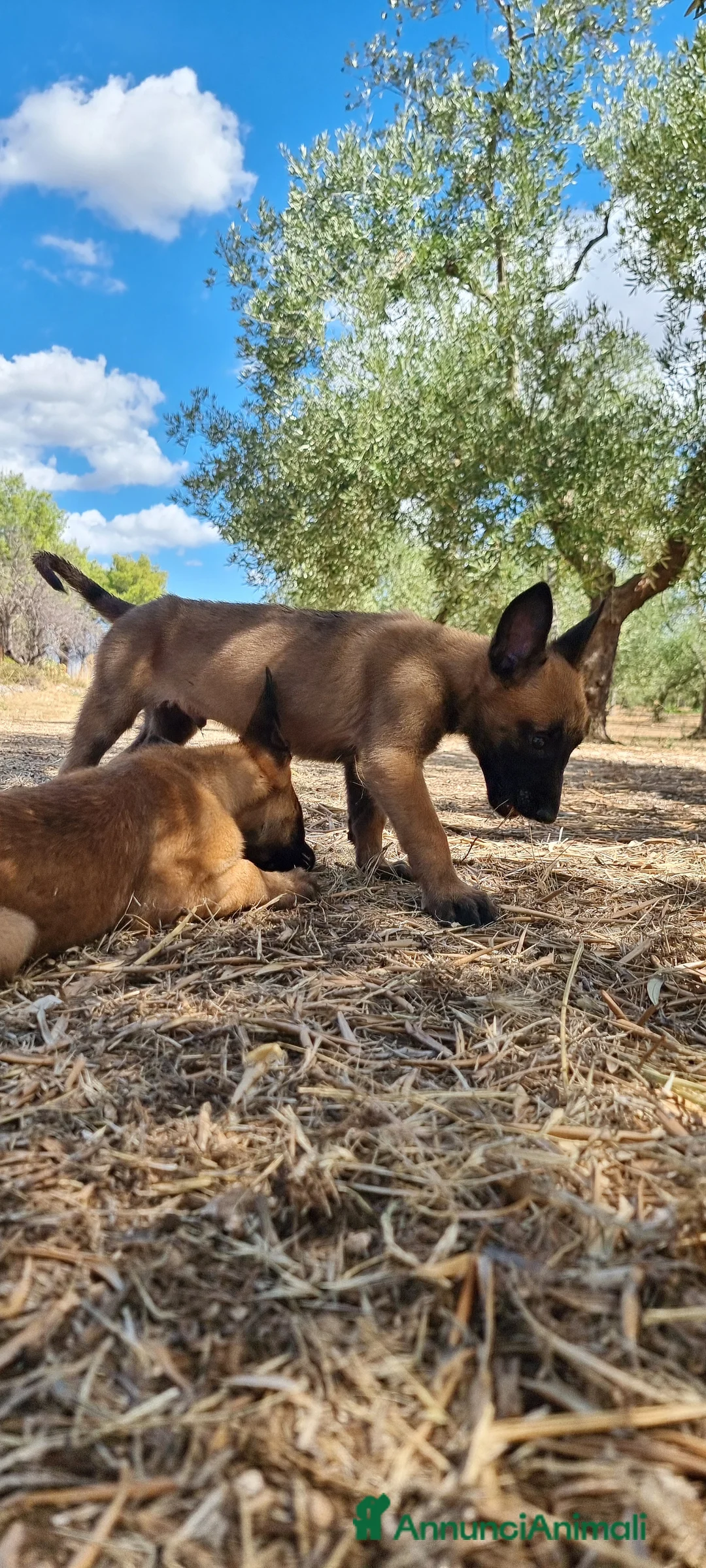 Pastore Belga cani in vendita: Cuccioli Pastore Belga Malinois Cosenza Calabria - Annuncio 6