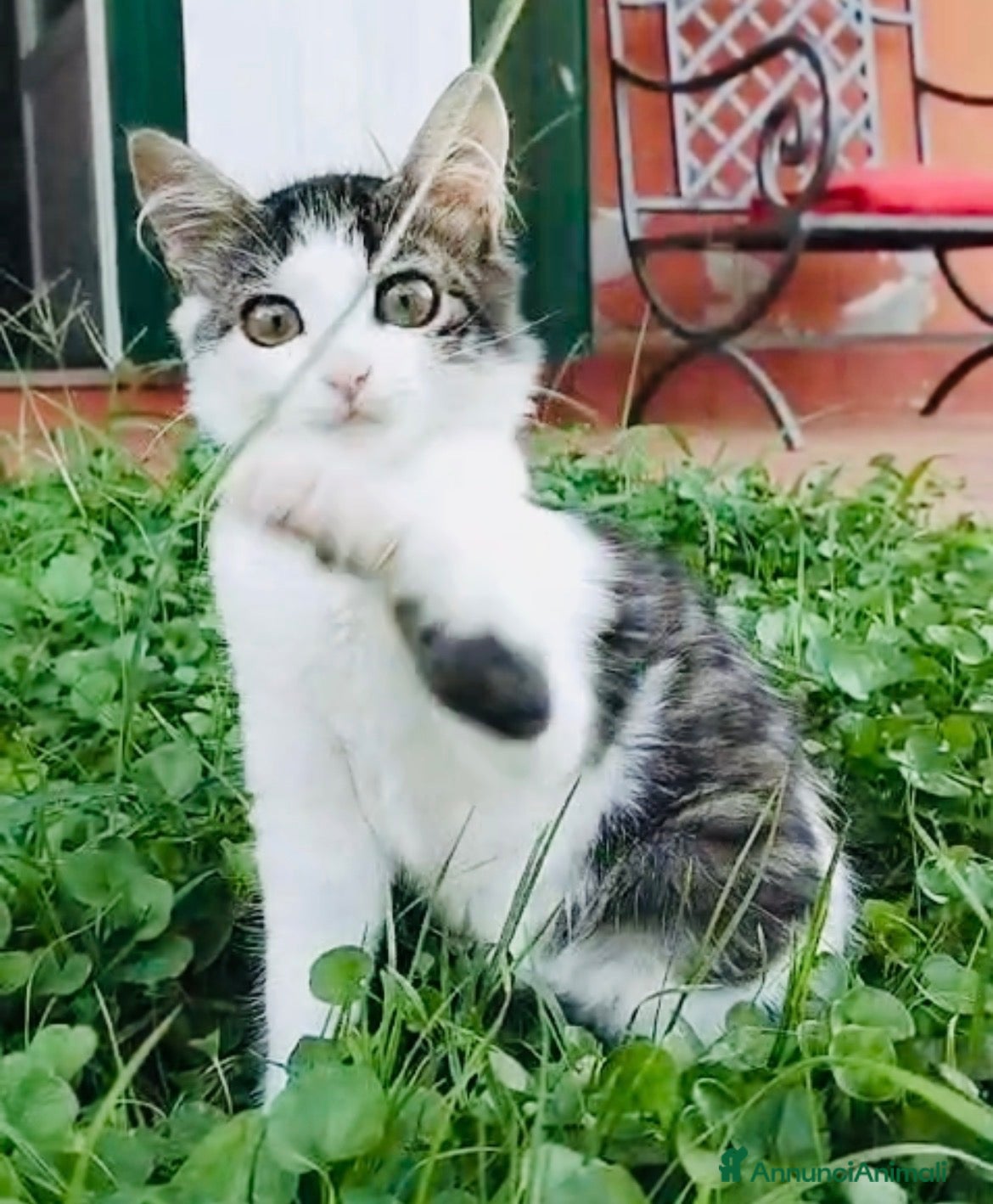 Europeo gatti Gattina 3 mesi pelo semilungo  - Annuncio 7