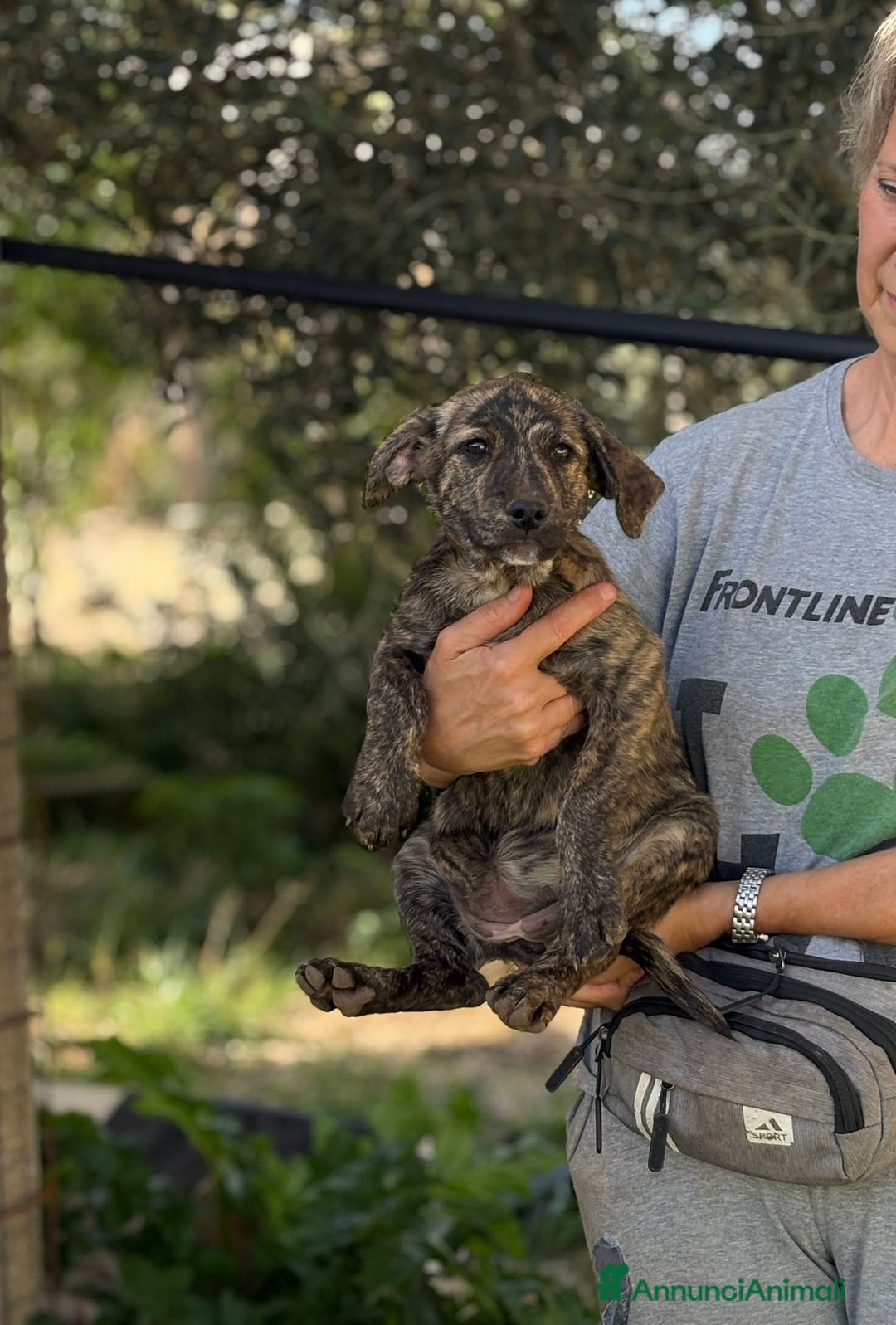 Altre razze cani in regalo: stella  - Annuncio 5