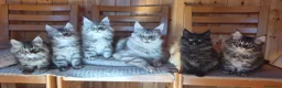 Maine Coon gatti in vendita: Maincoons cuccioli - Annuncio 9