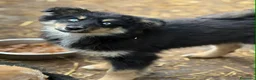 Husky cani in regalo: YUKON & ALASKA, magnifici cuccioli OCCHI BLU! - Annuncio 10