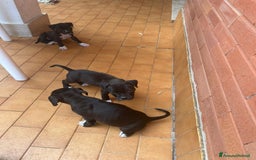 American Staffordshire cani in vendita: Annuncio URGENTE vendo cuccioli di AMSTAFF a Città metropolitana di Roma Capitale - Immagine 3