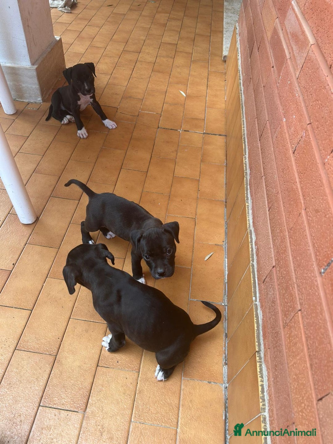 American Staffordshire cani in vendita: Annuncio URGENTE vendo cuccioli di AMSTAFF a Città metropolitana di Roma Capitale - Immagine 3