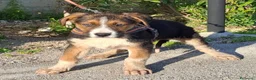 Meticcio cani in regalo: Rio Cerca Famiglia. Info Monica 3890238584 a Città Metropolitana di Torino - Annuncio 2