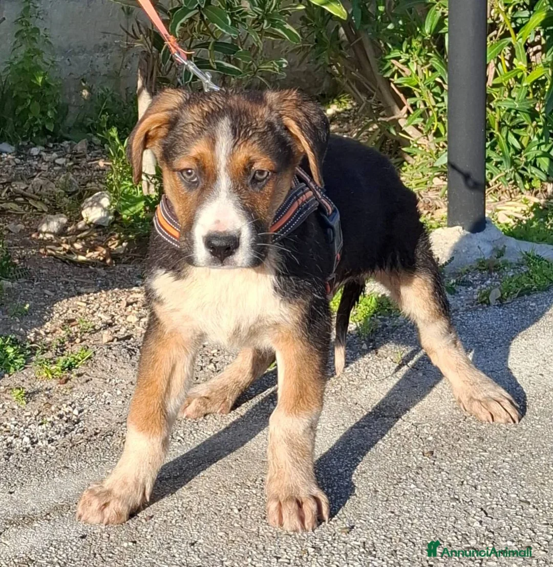 Meticcio cani in regalo: Rio Cerca Famiglia. Info Monica 3890238584 a Città Metropolitana di Torino - Annuncio 2