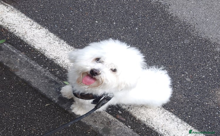 Maltese cani a Provincia di Monza e della Brianza - Annuncio 2