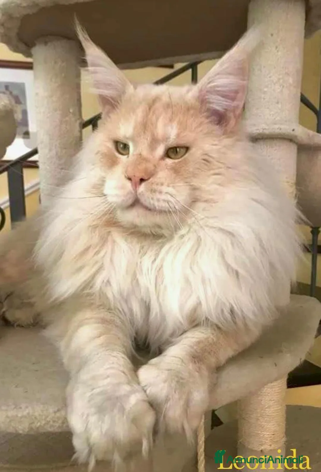Maine Coon gatti in vendita: Maine coon - Annuncio 1