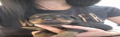 Rottweiler 5