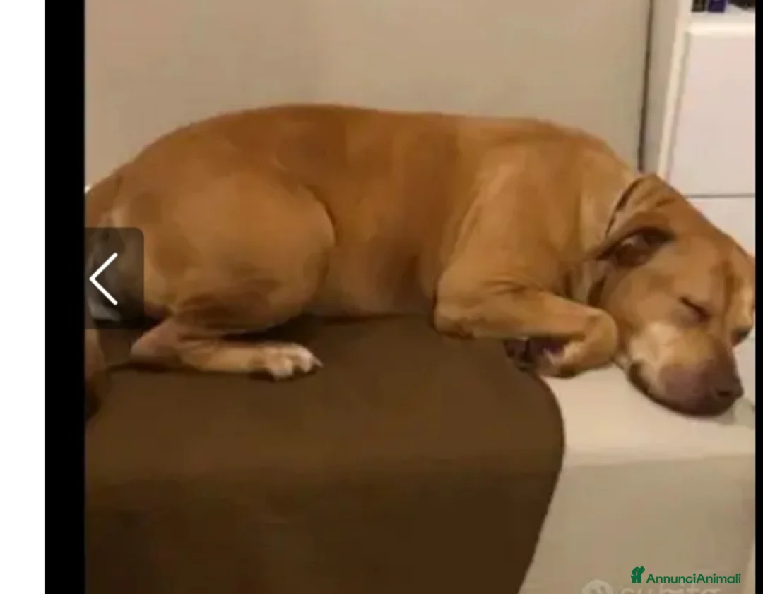 Pitbull cani in regalo: Pitbull adulta salita e tornata a Napoli in canile a Città metropolitana di Milano - Annuncio 4