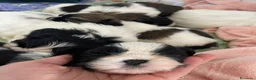 Shih Tzu cani in vendita: Cuccioli di Shi-tzu - Annuncio 10