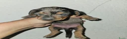 Bassotto Nano cani in vendita: Bassotto nano kaninchen arlecchino  - Annuncio 8