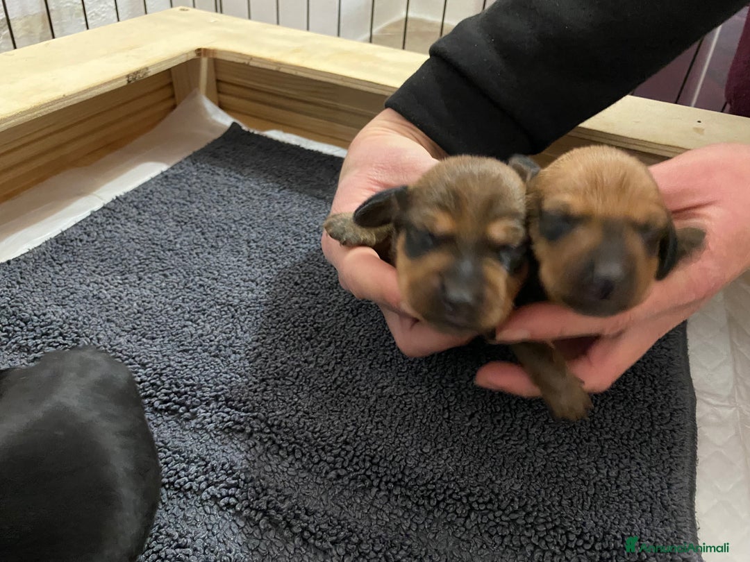 Bassotto cani in vendita: Bassotto - Annuncio 6