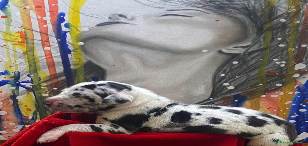 Immagine della galleria {{count}}