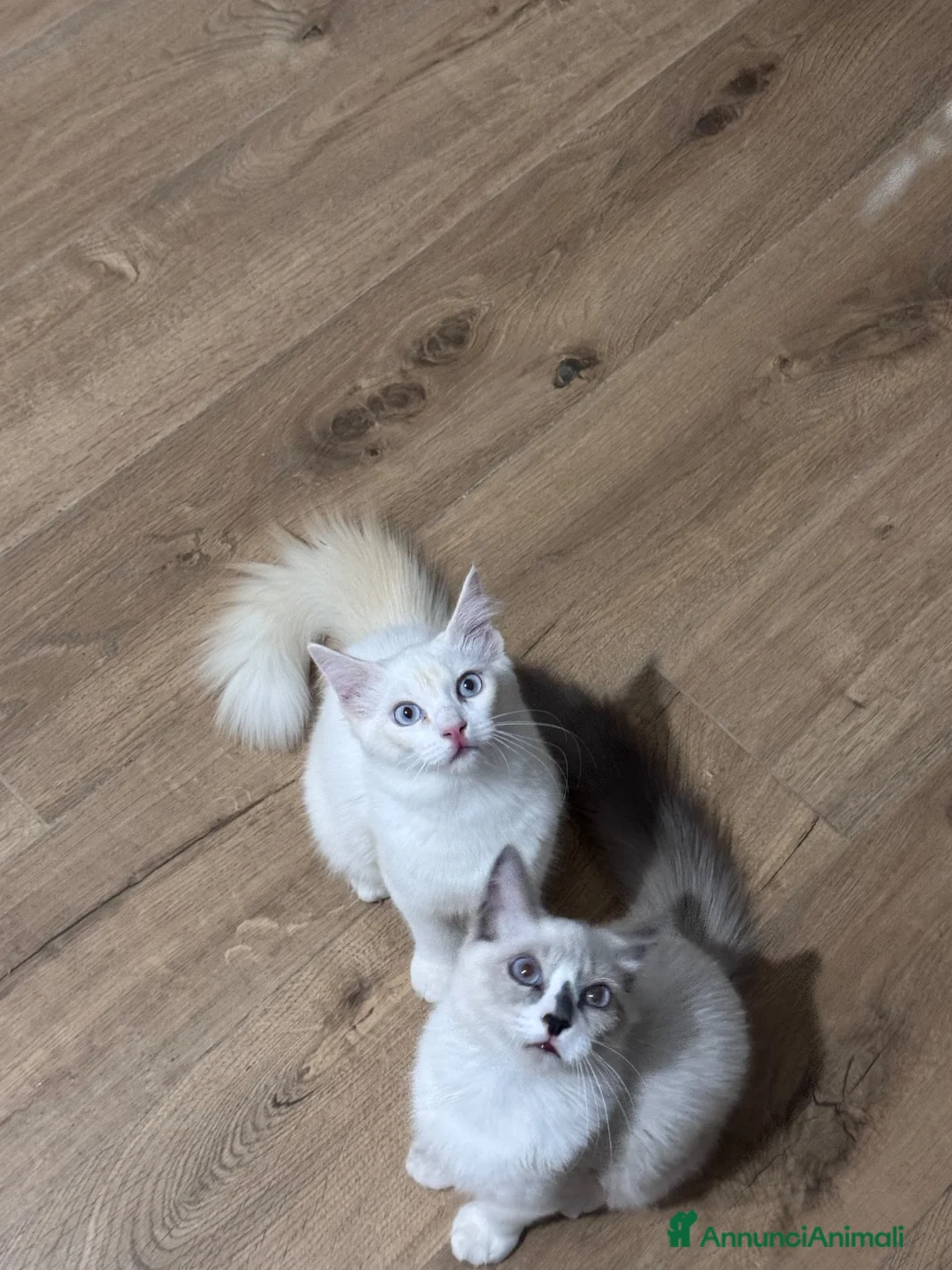 Ragdoll gatti in vendita: Ragdoll - Annuncio 1