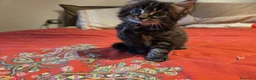 Maine Coon gatti in vendita: Vendo cuccio Maine Coon senza pedigree - Annuncio 26
