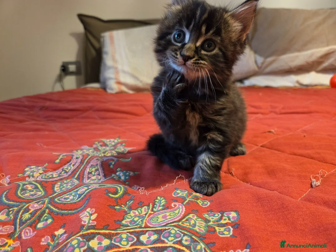 Maine Coon gatti in vendita: Vendo cuccio Maine Coon senza pedigree - Annuncio 26