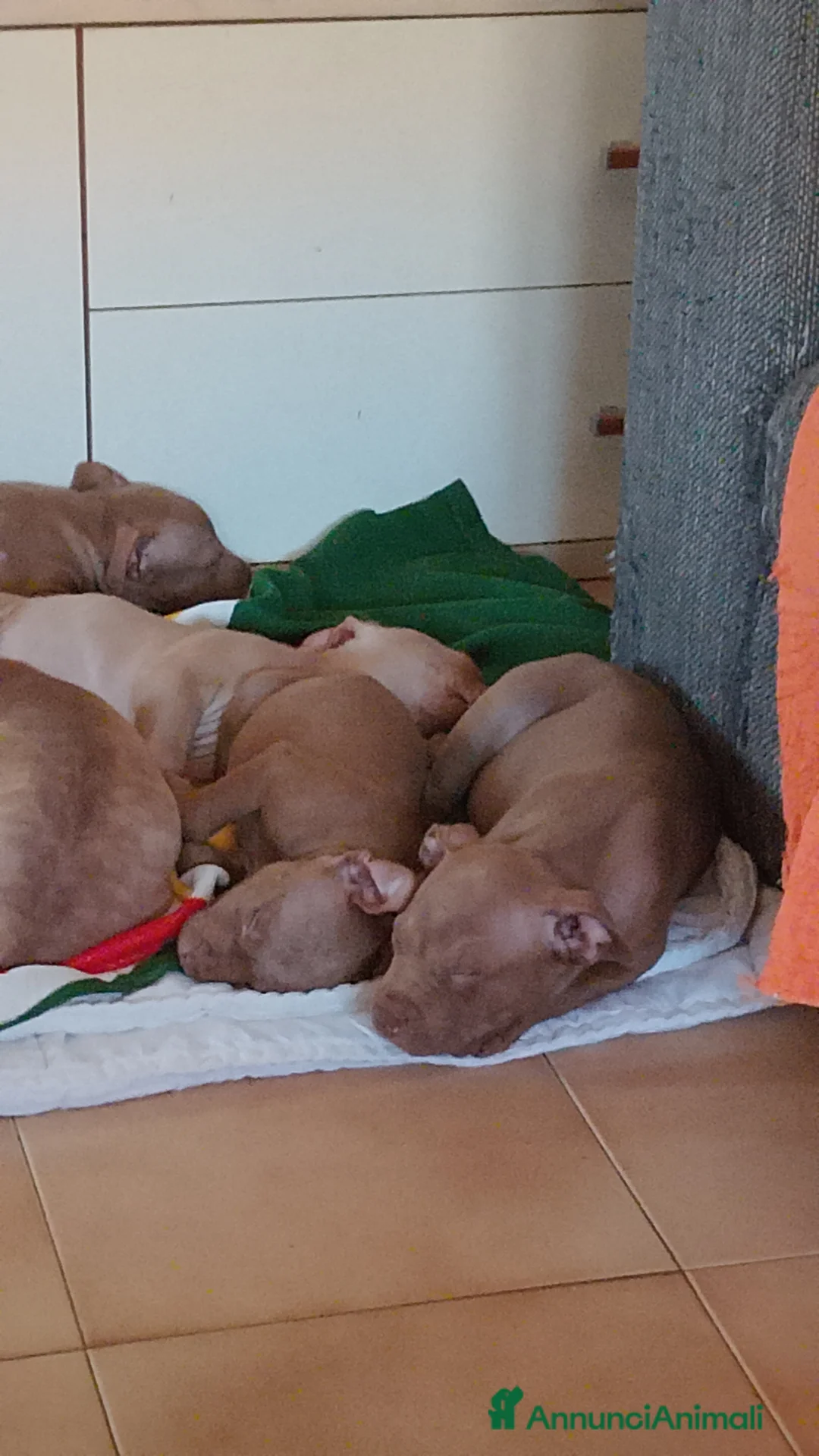 Pitbull cani in vendita: AMERICAN PIT BULL TERRIER RED NOSE  a Provincia di Rovigo - Annuncio 2