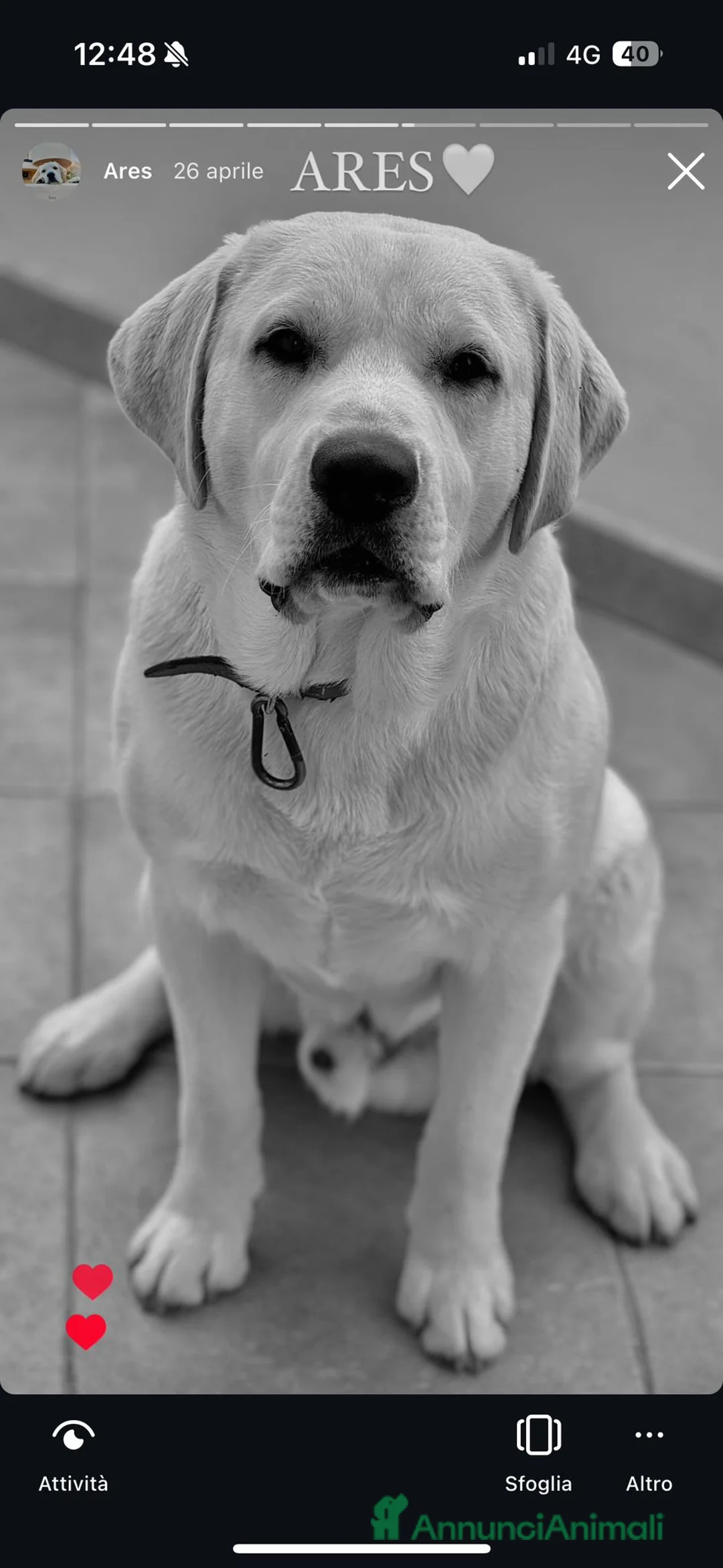 Labrador cani in vendita: Cuccioli di labrador  a Città metropolitana di Palermo - Annuncio 2
