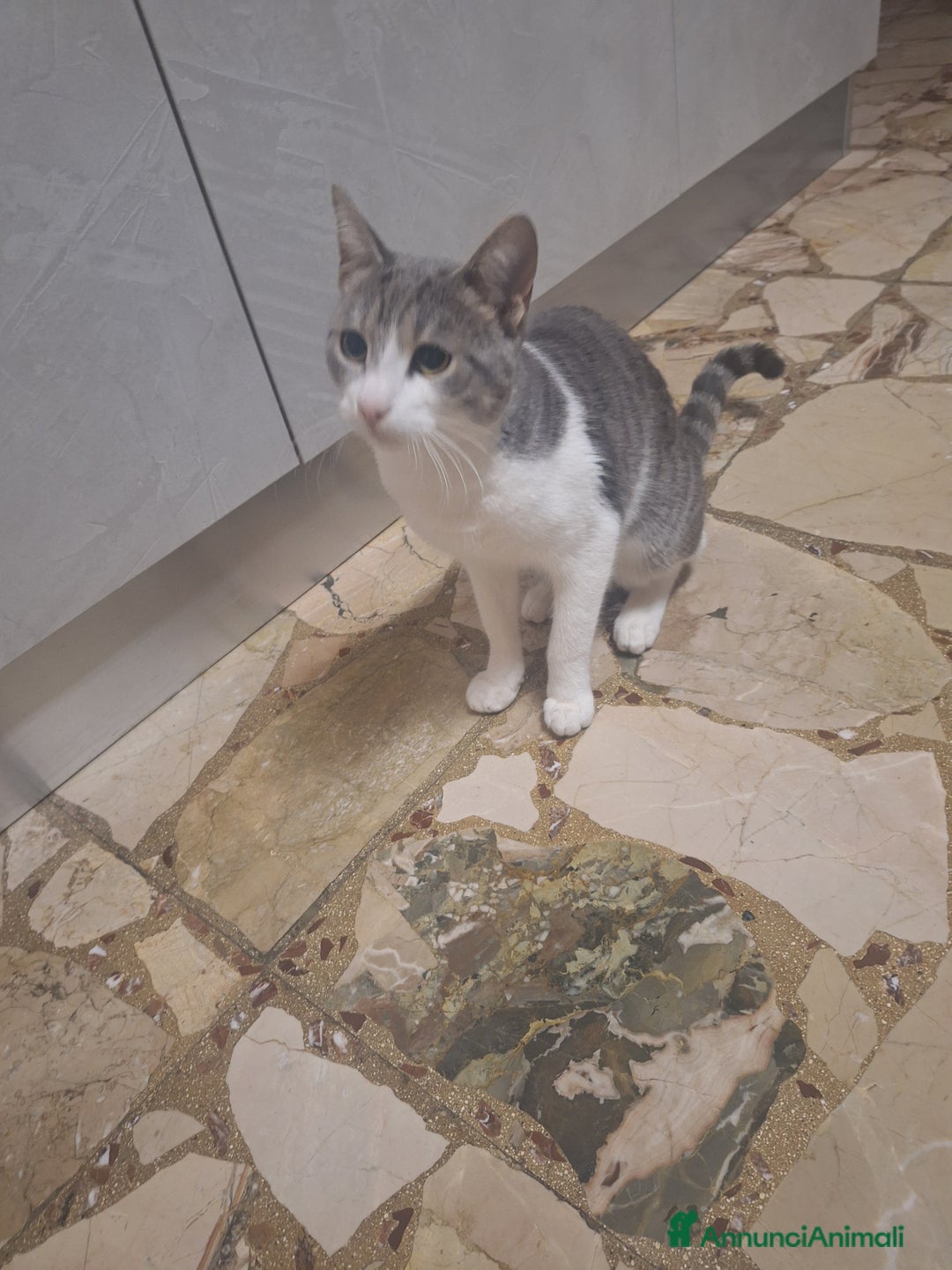 Meticcio gatti in regalo: Regalo - Annuncio 3